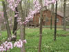 Just Far Enough Getaway: Redbuds grace the property each spring.